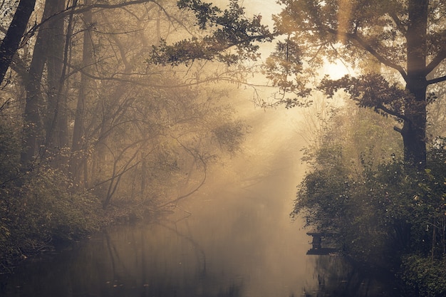 Bomen tijdens gouden uur