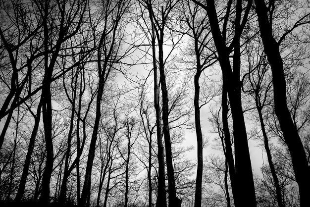 Bomen zonder bladeren