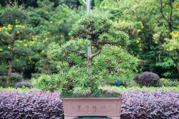 Bonsai boom die groeit in de tuin