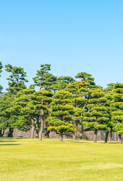 Bonsai-boom in de tuin van het keizerlijk paleis in Tokio City