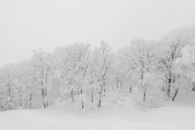 Gratis foto boom bedekt met sneeuw op de winter storm dag in bos bergen