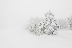 Boom bedekt met sneeuw op de winter storm dag in bos bergen