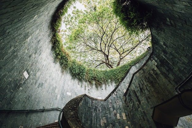 boom bij Fort Canning-oriëntatiepunt, Singapore