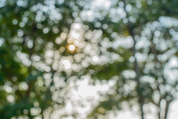 boom bos bomen zomer uit