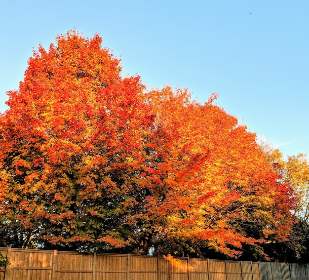 Boom met fel oranje bladeren overdag in de herfst