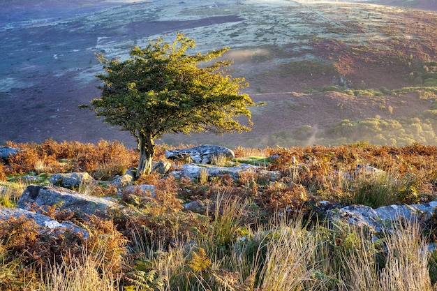 Boom omgeven door groen onder het zonlicht in het Dartmoor National Park, Devon, het VK