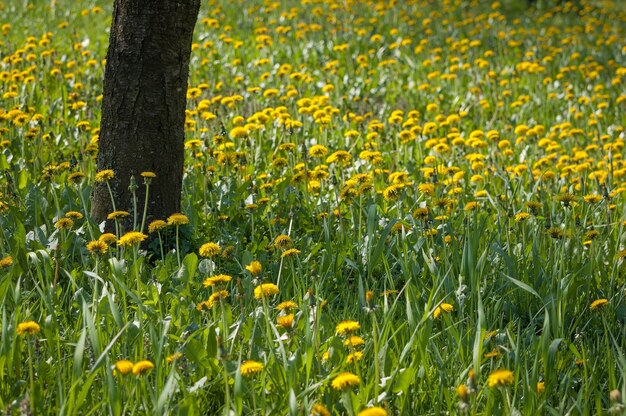 Boom omgeven door verschillende gele bloemen