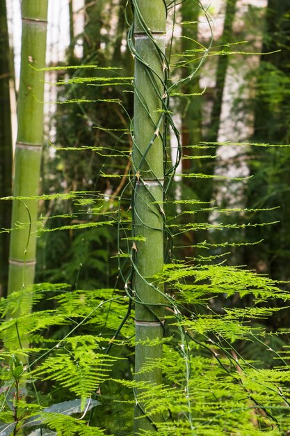 Boomstam van bamboe in de jungle