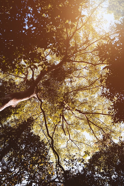 Boomtak natuur flora zonneschijn