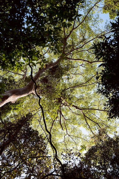 Boomtak Natuur Flora Zonneschijn