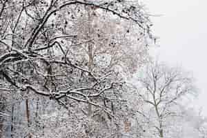 Gratis foto boomtakken bedekt met sneeuw