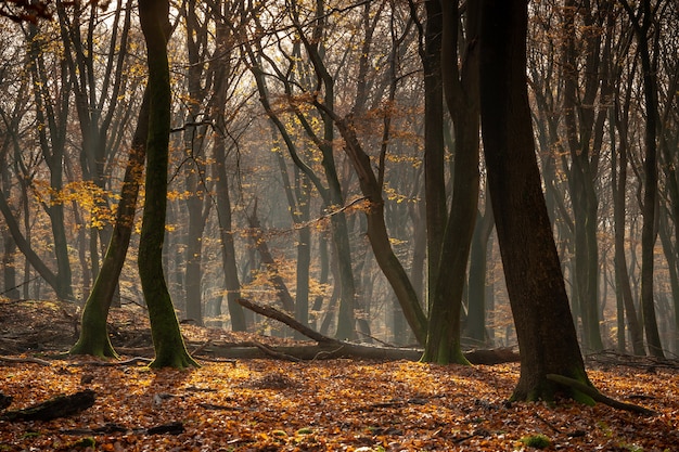 Bos bedekt met droge bladeren en bomen in het zonlicht tijdens de herfst