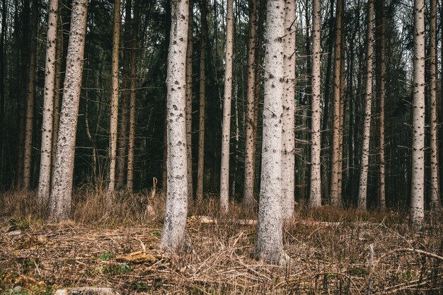 Bos bedekt met gras en bomen tijdens de herfst