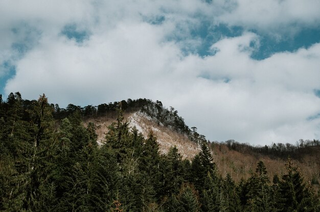 Bos bij Kladanj in Bosnië en Herzegovina