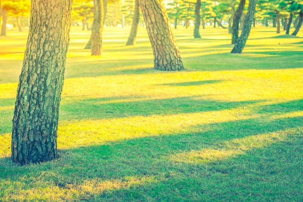 Gratis foto bos bomen (gefilterde afbeelding verwerkt vintage effect.)