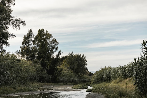 Bos dichtbij een rivierlandschap