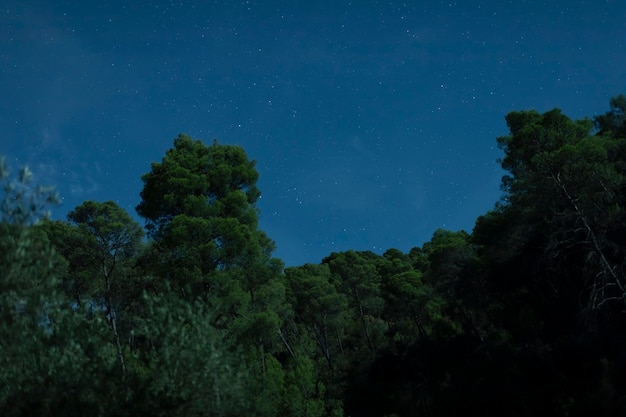 Bos in nacht met donkere hemel