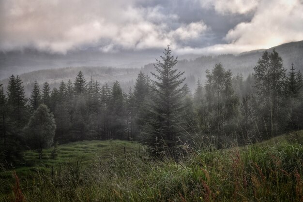 Bos landschap