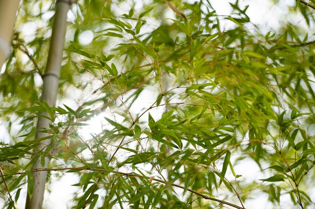 Bos met bomen van dichtbij