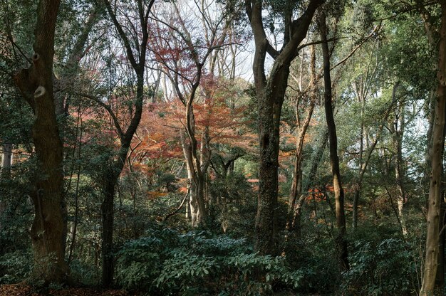 Bos met bomen van dichtbij