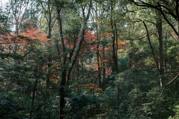 Bos met bomen van dichtbij