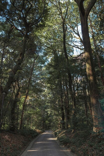 Bos met bomen van dichtbij