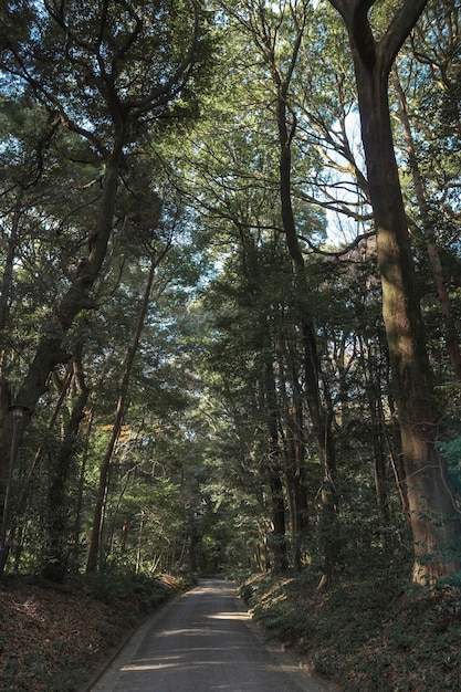 Bos met bomen van dichtbij