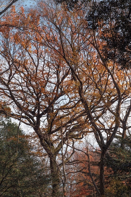 Bos met bomen van dichtbij