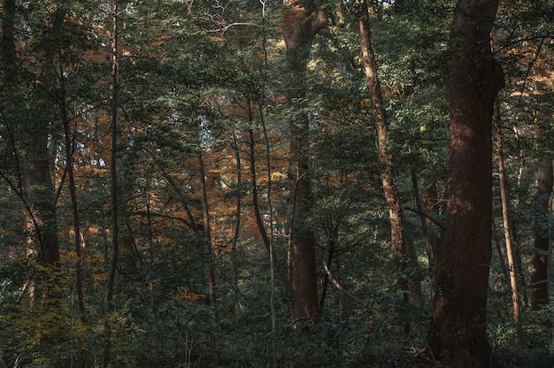 Bos met bomen van dichtbij