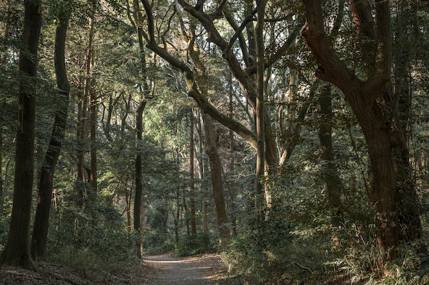 Bos met bomen van dichtbij