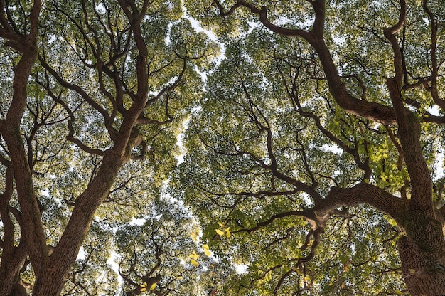 Bos met bomen van dichtbij