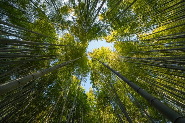 Bos met bomen van dichtbij
