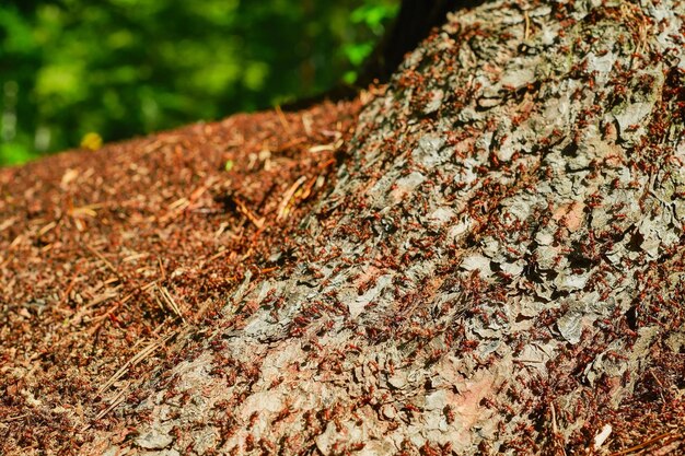 Bos mierenhoop close-up Rode bos mieren deel van het bos ecosysteem zorg voor de natuur klimaatverandering ecologie problemen Frames voor achtergrond over de natuur met vrije ruimte