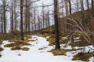 Gratis foto bos omgeven door bomen en het gras bedekt met de sneeuw onder een bewolkte hemel in ijsland
