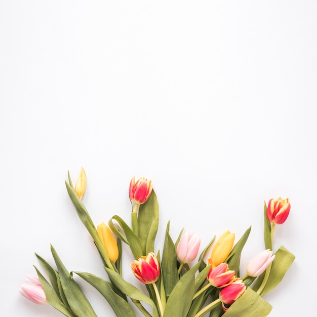 Bos van verse heldere tulpen met groene bladeren