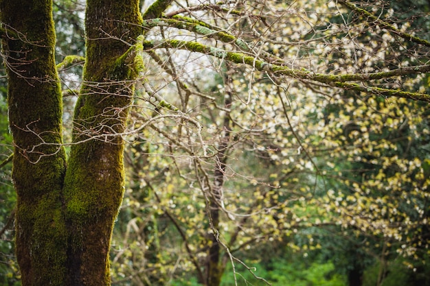 Boslandschap met bemoste boom