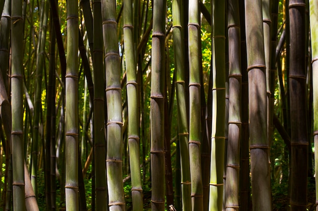 Botanisch bamboebos bij daglicht
