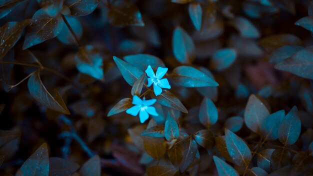 Botanische bladeren