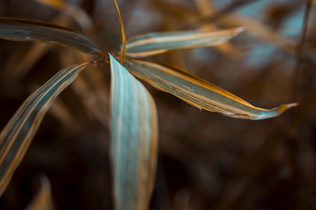 Gratis foto botanische bladeren