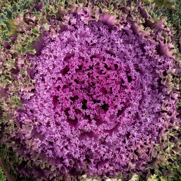 Bovenaanzicht abstracte paarse bloem