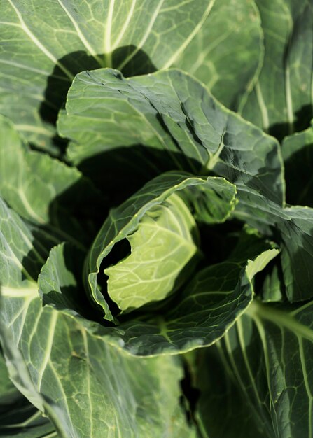 Bovenaanzicht biologische groene salade