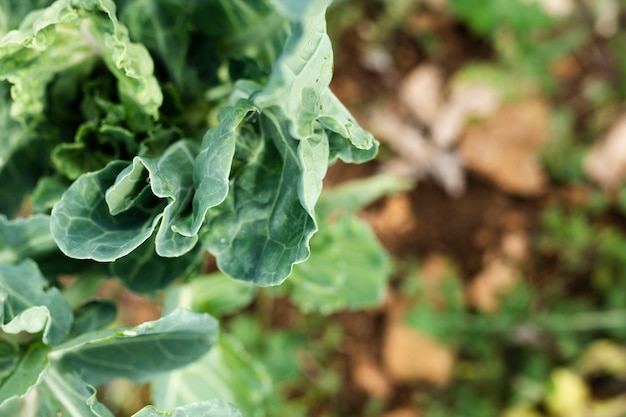 Bovenaanzicht bladeren van smakelijke tuin salade