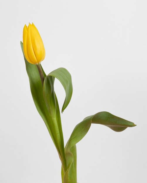 Bovenaanzicht bloeiende tulp