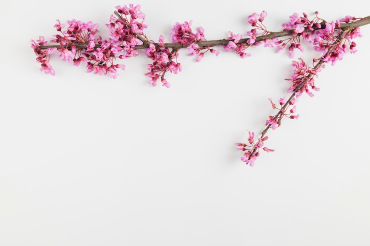 Gratis Foto bovenaanzicht bloemen met kopie ruimte
