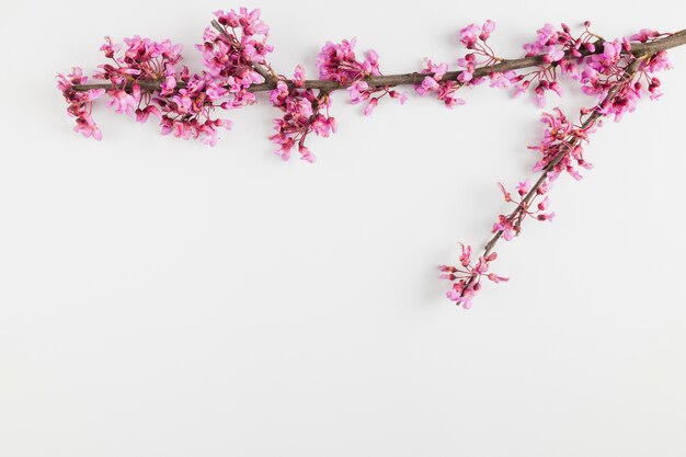 Bovenaanzicht bloemen met kopie ruimte