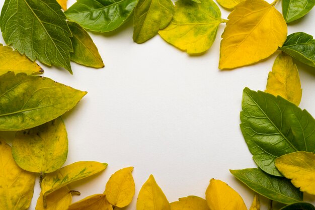 Bovenaanzicht collectie herfst bladeren