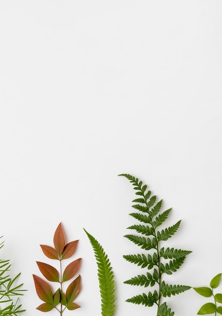 Bovenaanzicht collectie van natuur bladeren