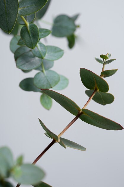 Bovenaanzicht eucalyptus met witte achtergrond