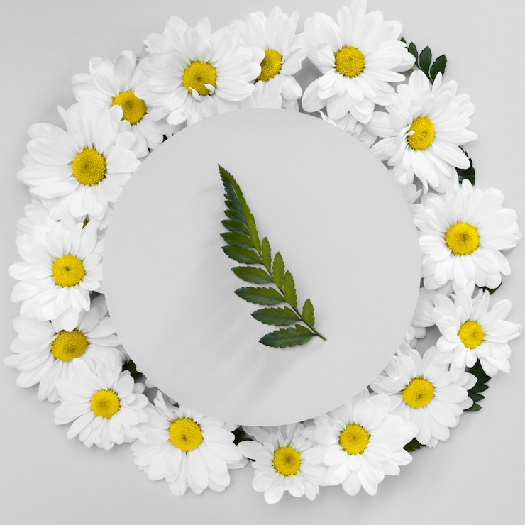 Gratis Foto bovenaanzicht frame gemaakt van madeliefjes
