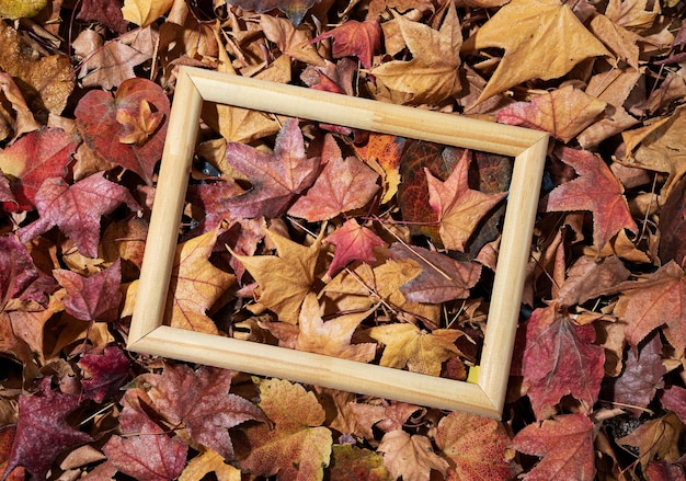 Gratis foto bovenaanzicht frame op kleurrijke bladeren